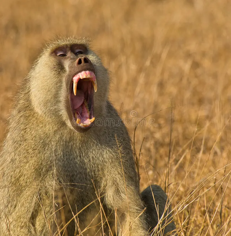 MonkeyMenace